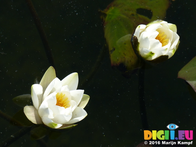 FZ029333 White water-lilies (Nymphaea alba) at Bosherston lily ponds